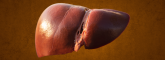 Liver